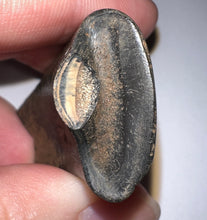 Load image into Gallery viewer, Rare Ice Age Fossil Ground Sloth Megalonyx Canine Tooth 1.89 Inches
