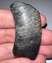 Load image into Gallery viewer, Rare Ice Age Fossil Ground Sloth Paramylodon Canine Tooth 1.96 Inches
