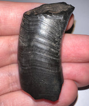 Load image into Gallery viewer, Rare Ice Age Fossil Ground Sloth Paramylodon Canine Tooth 1.96 Inches
