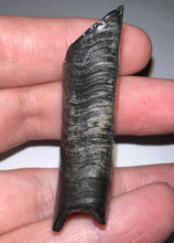 Load image into Gallery viewer, Rare Ice Age Fossil Ground Sloth Paramylodon Canine Tooth 1.96 Inches
