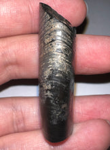 Load image into Gallery viewer, Rare Ice Age Fossil Ground Sloth Paramylodon Canine Tooth 1.96 Inches
