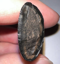 Load image into Gallery viewer, Rare Ice Age Fossil Ground Sloth Paramylodon Canine Tooth 1.96 Inches

