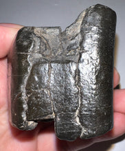 Load image into Gallery viewer, Rare Ice Age Fossil Giant Ground Sloth Eremotherium Tooth 2.08 Inches
