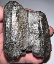Load image into Gallery viewer, Rare Ice Age Fossil Giant Ground Sloth Eremotherium Tooth 2.08 Inches
