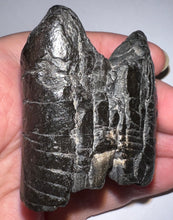 Load image into Gallery viewer, fossils for personal use, legally collected
