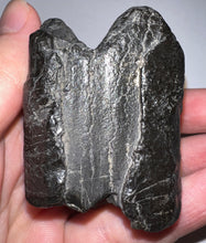 Load image into Gallery viewer, Rare Ice Age Fossil Giant Ground Sloth Eremotherium Tooth 2.23 Inches
