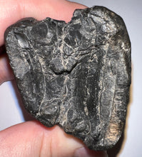 Load image into Gallery viewer, Rare Ice Age Fossil Giant Ground Sloth Eremotherium Tooth 2.23 Inches
