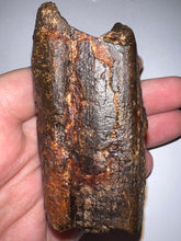 Load image into Gallery viewer, Rare Huge Ice Age Fossil Giant Ground Sloth Eremotherium Tooth from Florida 3.04 Inches
