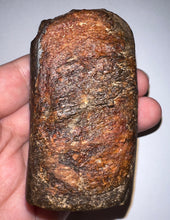 Load image into Gallery viewer, Rare Huge Ice Age Fossil Giant Ground Sloth Eremotherium Tooth from Florida 3.04 Inches
