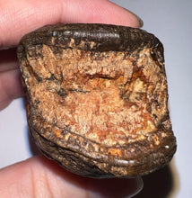 Load image into Gallery viewer, Rare Huge Ice Age Fossil Giant Ground Sloth Eremotherium Tooth from Florida 3.04 Inches
