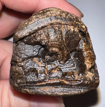 Load image into Gallery viewer, Rare Huge Ice Age Fossil Giant Ground Sloth Eremotherium Tooth from Florida 3.04 Inches
