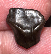 Load image into Gallery viewer, Super Rare Denversaurus Fossil Tooth Nodosaur Ankylosaurid .44 Inches
