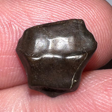 Load image into Gallery viewer, Super Rare Denversaurus Fossil Tooth Nodosaur Ankylosaurid .44 Inches
