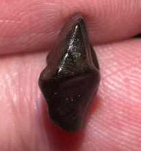 Load image into Gallery viewer, Super Rare Denversaurus Fossil Tooth Nodosaur Ankylosaurid .44 Inches
