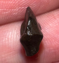 Load image into Gallery viewer, Super Rare Denversaurus Fossil Tooth Nodosaur Ankylosaurid .44 Inches
