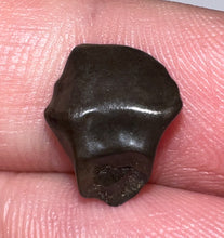 Load image into Gallery viewer, Super Rare Denversaurus Fossil Tooth Nodosaur Ankylosaurid .48 Inches
