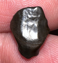 Load image into Gallery viewer, Super Rare Denversaurus Fossil Tooth Nodosaur Ankylosaurid .48 Inches
