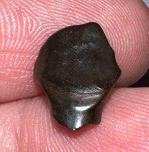 Load image into Gallery viewer, Super Rare Denversaurus Fossil Tooth Nodosaur Ankylosaurid .48 Inches
