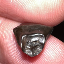 Load image into Gallery viewer, Super Rare Denversaurus Fossil Tooth Nodosaur Ankylosaurid .48 Inches
