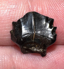 Load image into Gallery viewer, Super Rare Denversaurus Fossil Tooth Nodosaur Ankylosaurid .47 Inches
