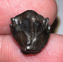 Load image into Gallery viewer, Super Rare Denversaurus Fossil Tooth Nodosaur Ankylosaurid .47 Inches
