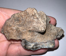 Load image into Gallery viewer, Ice Age Fossil Bear Partial Skull with tooth 3.22 Inches
