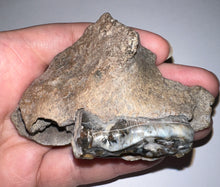 Load image into Gallery viewer, Ice Age Fossil Bear Partial Skull with tooth 3.22 Inches
