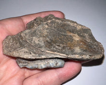 Load image into Gallery viewer, Ice Age Fossil Bear Partial Skull with tooth 3.22 Inches
