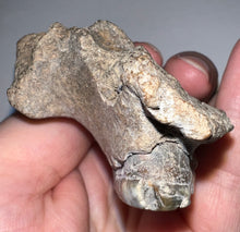 Load image into Gallery viewer, Ice Age Fossil Bear Partial Skull with tooth 3.22 Inches
