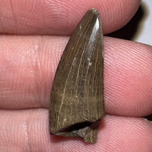 Load image into Gallery viewer, Tyrannosaurus Rex Fossil Juvenile Tooth .91 Inches NO REPAIR!
