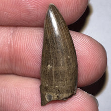 Load image into Gallery viewer, Tyrannosaurus Rex Fossil Juvenile Tooth .91 Inches NO REPAIR!
