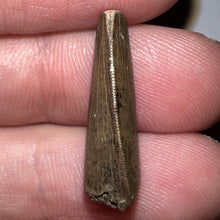 Load image into Gallery viewer, Tyrannosaurus Rex Fossil Juvenile Tooth .91 Inches NO REPAIR!
