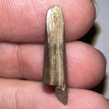 Load image into Gallery viewer, Tyrannosaurus Rex Fossil Juvenile Tooth .91 Inches NO REPAIR!
