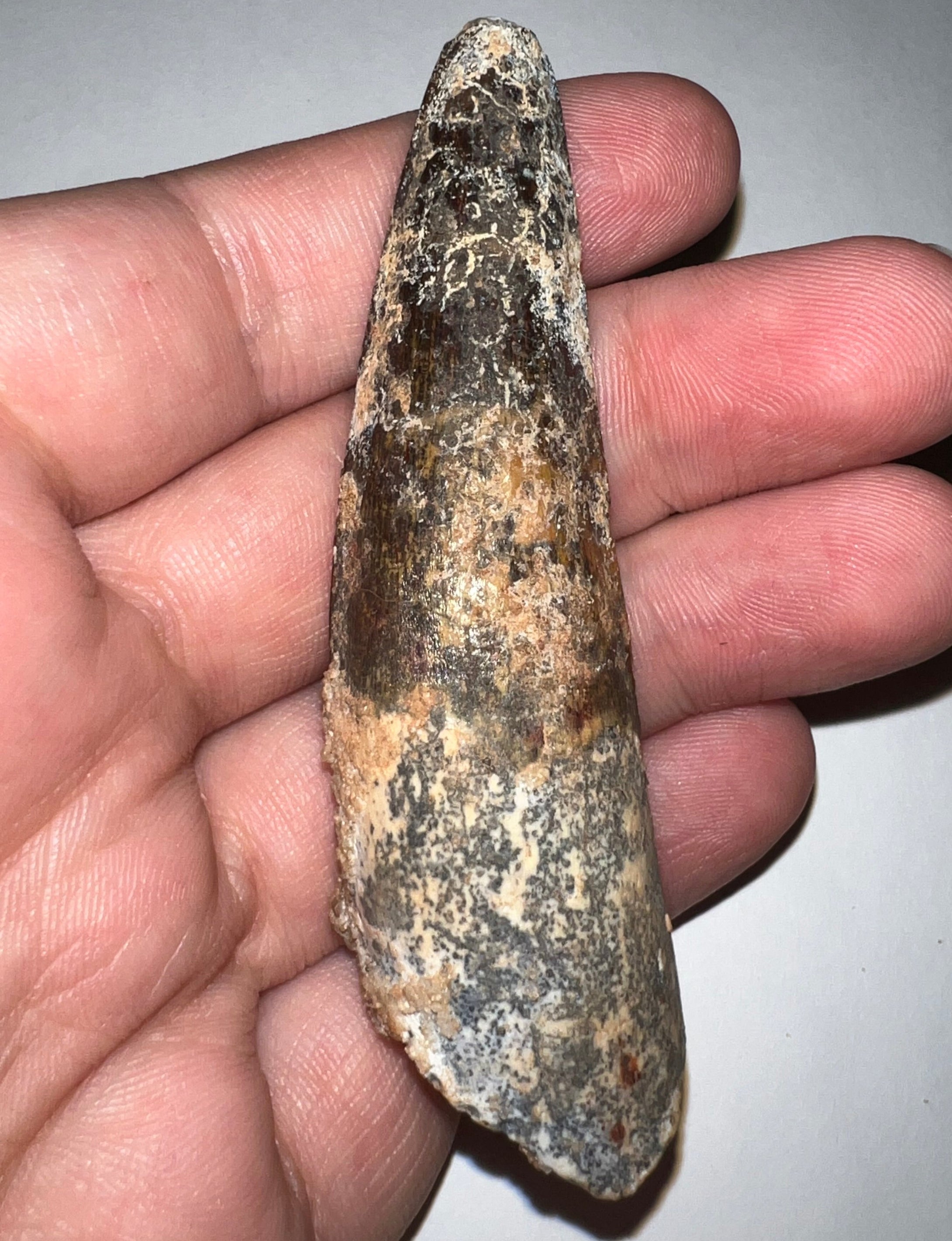 HUGE Spinosaur Fossil Dinosaur Tooth 3.226 Inches NO REPAIR with Display Stand and Case