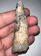 Load image into Gallery viewer, HUGE Spinosaur Fossil Dinosaur Tooth 3.226 Inches NO REPAIR with Display Stand and Case
