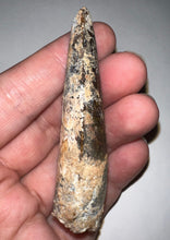 Load image into Gallery viewer, HUGE Spinosaur Fossil Dinosaur Tooth 3.226 Inches NO REPAIR with Display Stand and Case
