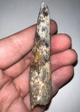 Load image into Gallery viewer, HUGE Spinosaur Fossil Dinosaur Tooth 3.226 Inches NO REPAIR with Display Stand and Case
