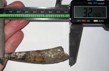 Load image into Gallery viewer, HUGE Spinosaur Fossil Dinosaur Tooth 3.226 Inches NO REPAIR with Display Stand and Case
