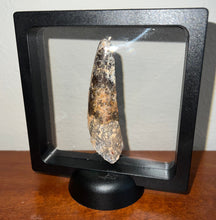 Load image into Gallery viewer, HUGE Spinosaur Fossil Dinosaur Tooth 3.226 Inches NO REPAIR with Display Stand and Case
