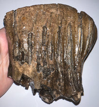 Load image into Gallery viewer, Ice Age Fossil Woolly Mammoth Molar 5.49 Inches from Siberia
