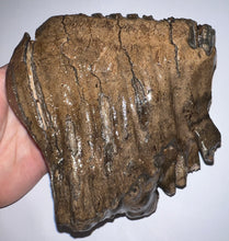 Load image into Gallery viewer, Ice Age Fossil Woolly Mammoth Molar 5.49 Inches from Siberia
