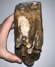 Load image into Gallery viewer, Ice Age Fossil Woolly Mammoth Molar 5.49 Inches from Siberia
