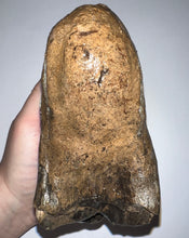 Load image into Gallery viewer, Ice Age Fossil Woolly Mammoth Molar 5.49 Inches from Siberia
