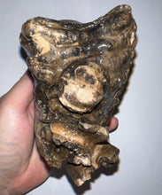 Load image into Gallery viewer, Ice Age Fossil Woolly Mammoth Molar 5.49 Inches from Siberia
