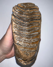 Load image into Gallery viewer, Ice Age Fossil Woolly Mammoth Molar 5.49 Inches from Siberia
