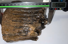 Load image into Gallery viewer, Ice Age Fossil Woolly Mammoth Molar 5.49 Inches from Siberia
