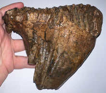 Load image into Gallery viewer, Ice Age Fossil Woolly Mammoth Molar 6.43 Inches from Siberia
