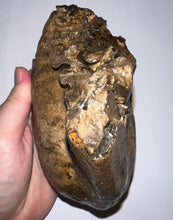 Load image into Gallery viewer, Ice Age Fossil Woolly Mammoth Molar 6.43 Inches from Siberia
