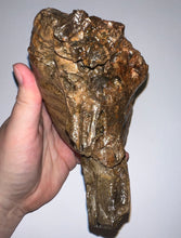 Load image into Gallery viewer, Ice Age Fossil Woolly Mammoth Molar 6.43 Inches from Siberia
