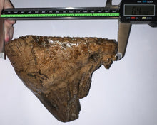 Load image into Gallery viewer, Ice Age Fossil Woolly Mammoth Molar 6.43 Inches from Siberia
